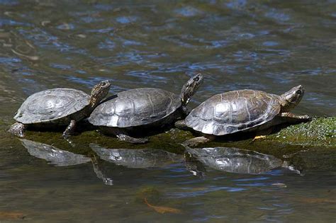8 Species of Turtles in California (Photos) .